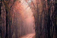 lol季中赛-世界网球队强势崛起，德意志血统再度闪耀——瓦林卡领衔德国网球新纪元